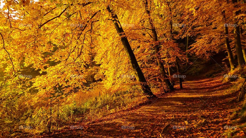 Autumn view in forest