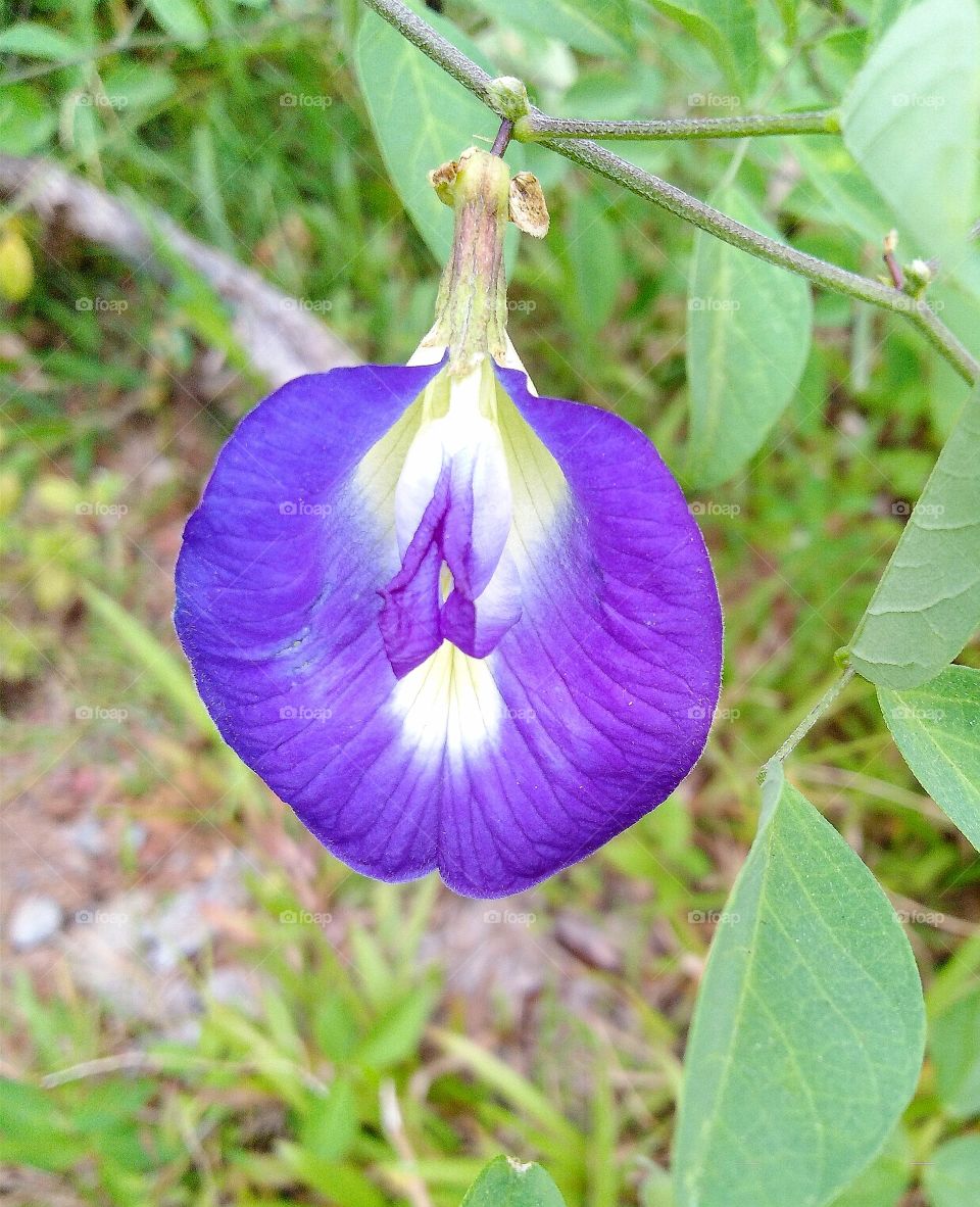Katarol flower