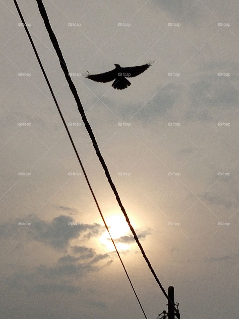 A bird flying up to the sky.