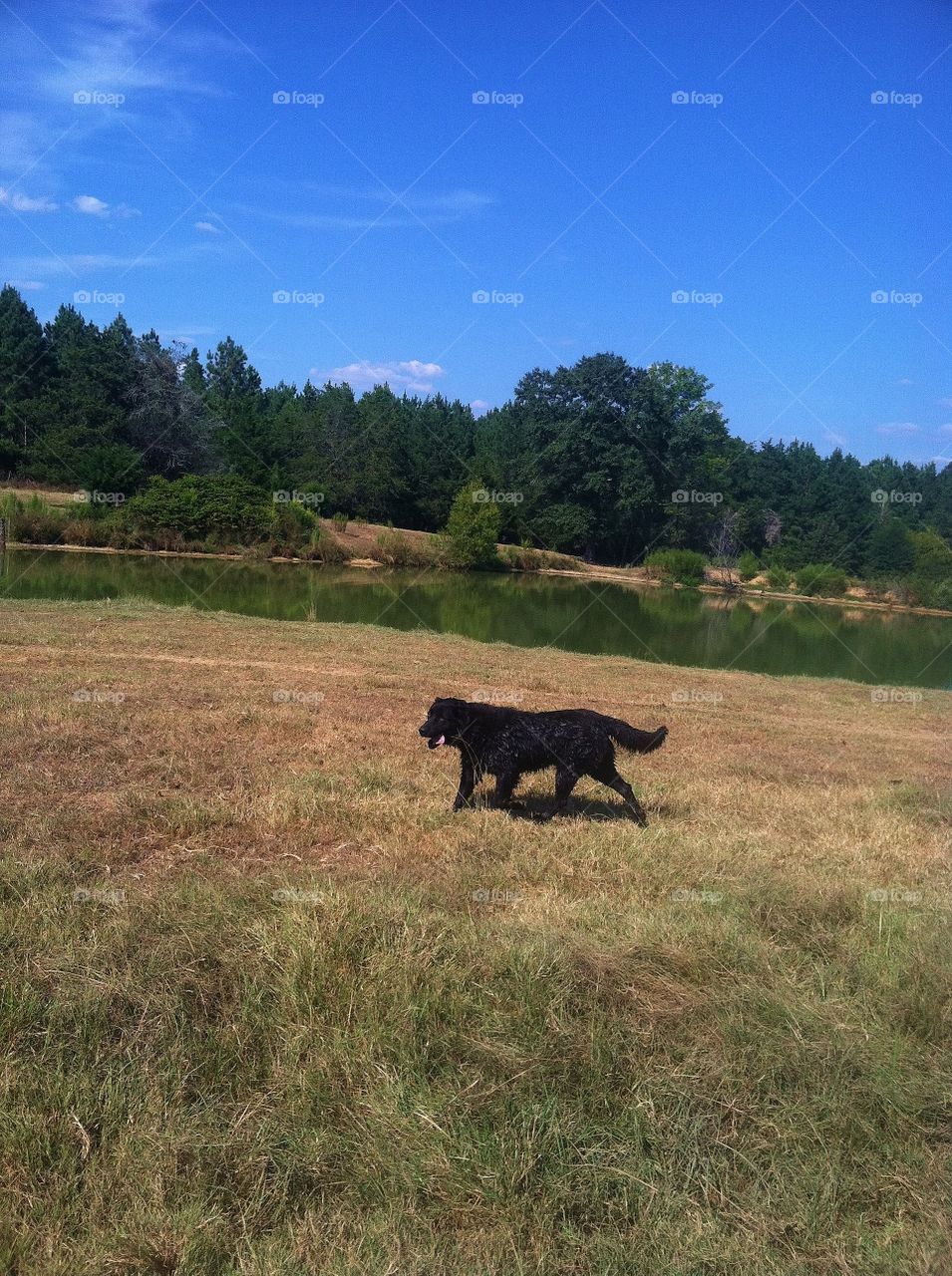 Black dog enjoying a pretty day 