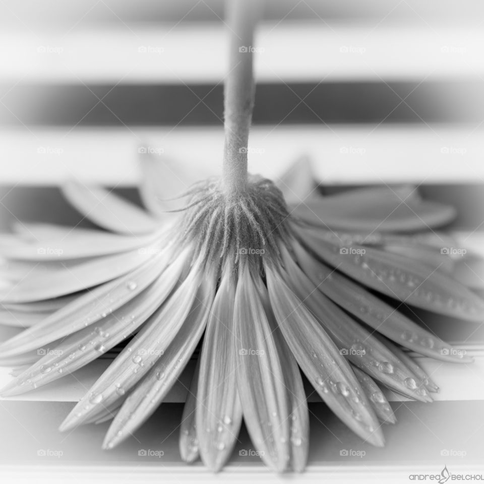 Flower in black and white 