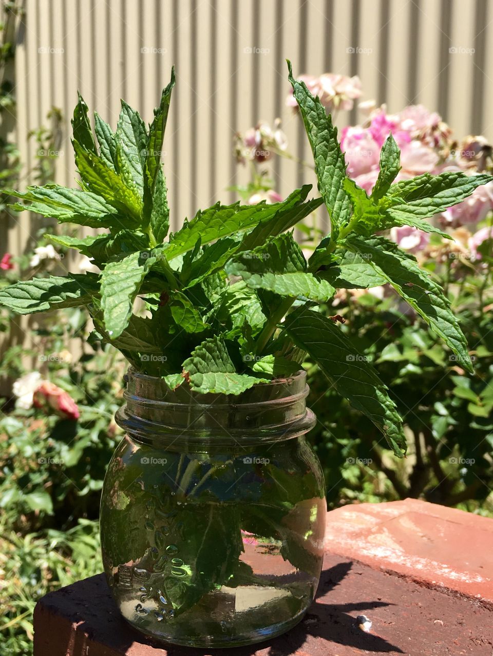 Old fashioned mason jar filled with freshly cut mint on old wood stool outdoors in garden