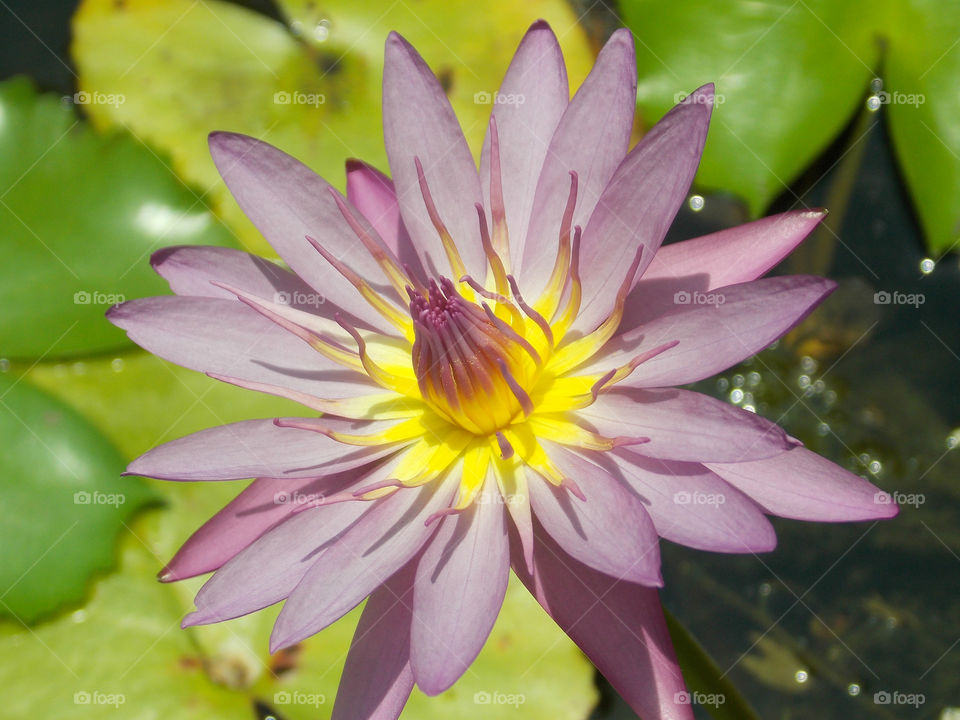 lotus. buddism symbols