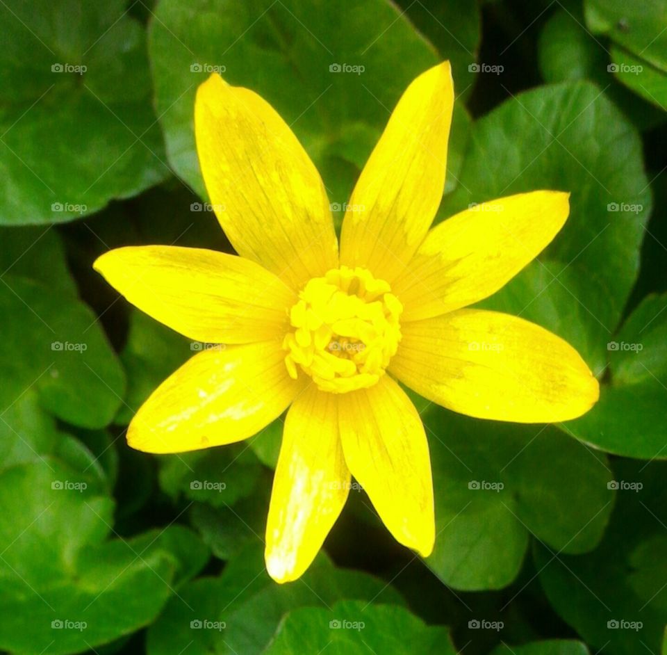 Single yellow flower with green leaves. Closeup of a yellow flower signaling spring.