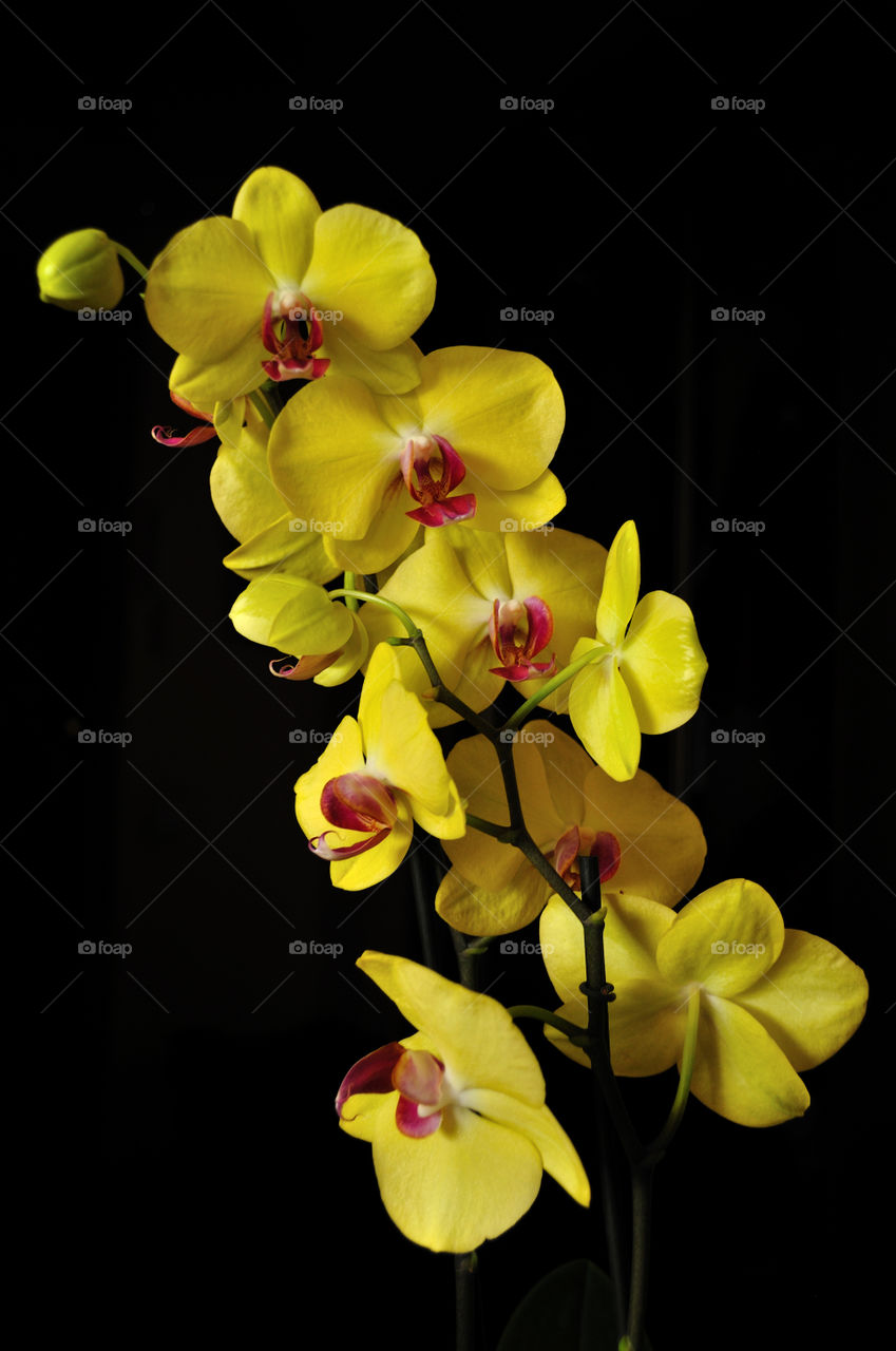 Orchid