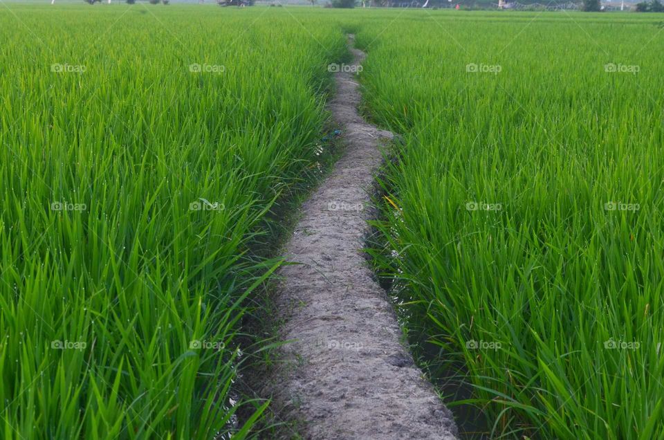 path in the rice fields