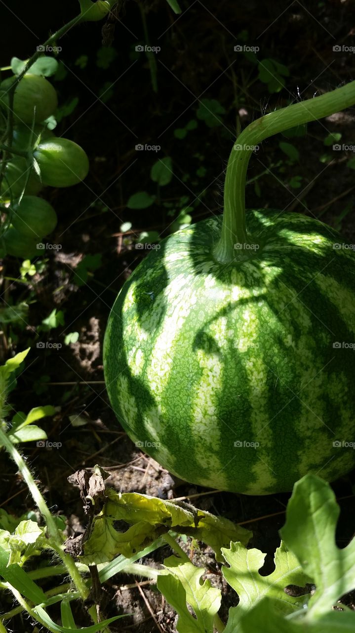 baby watermelon