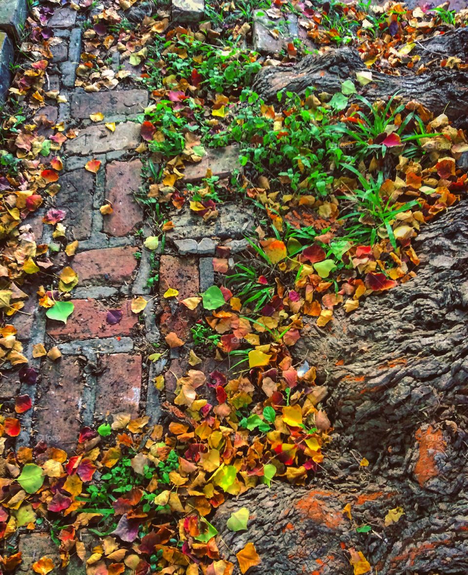 Fall Sidewalk