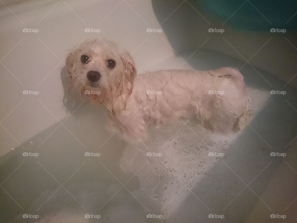 dog in bathroom, wanna be clean