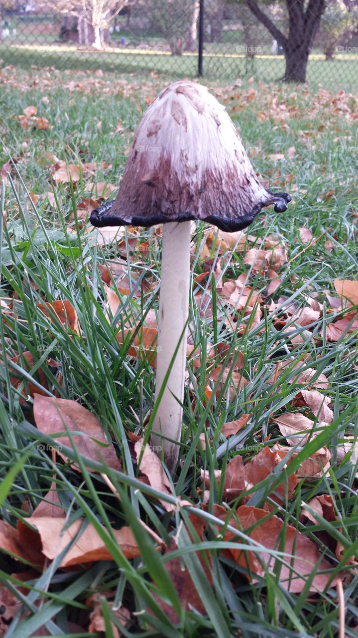Autumn Mushroom. this grew in my back yard...8 inches in one week