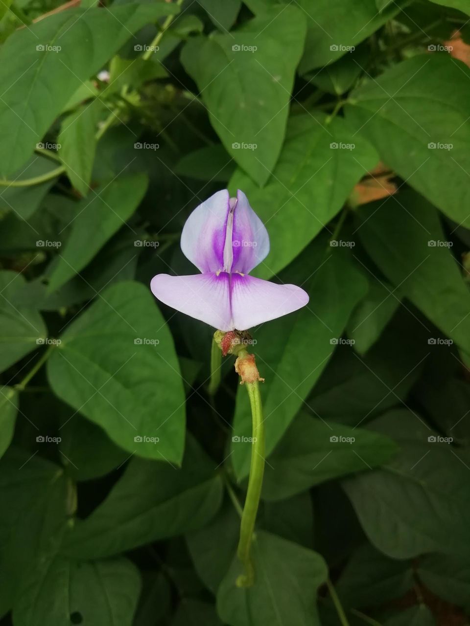 Choices in the photos week click