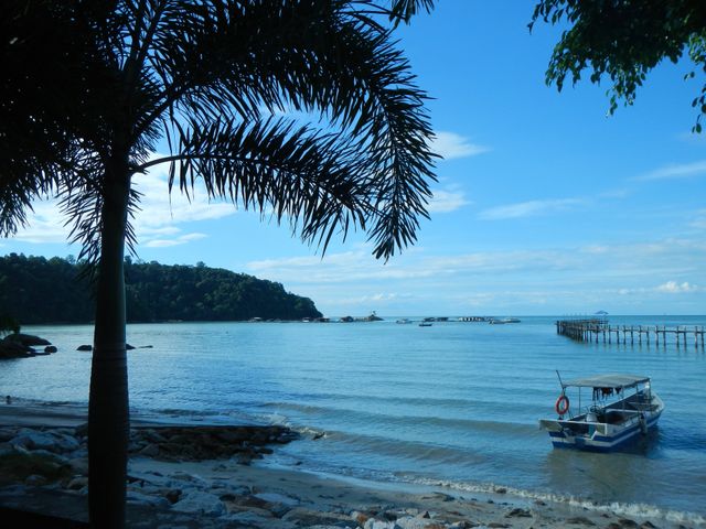 Palm tree and boat 