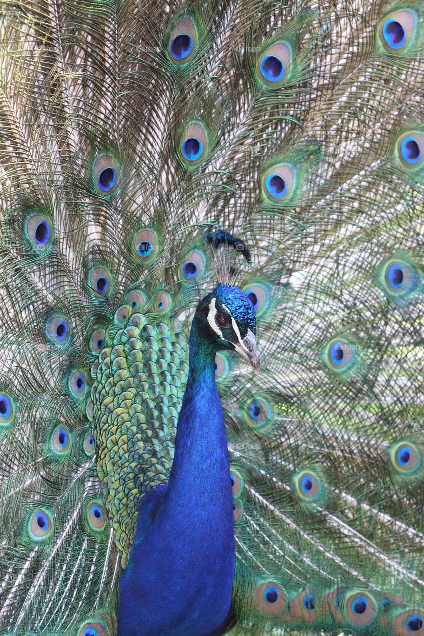 Peacock, beautiful 