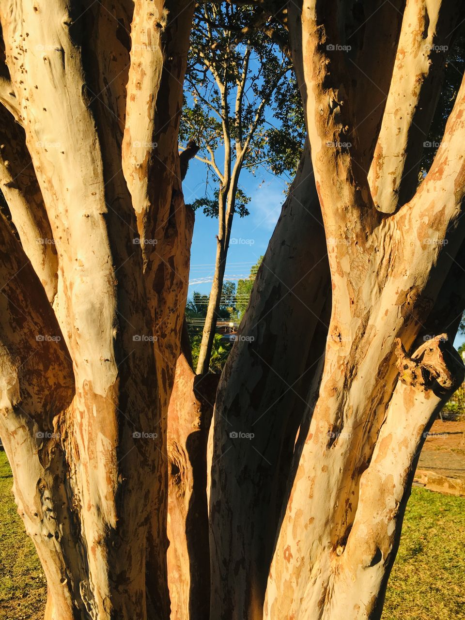 A tree inside a tree illusion. 