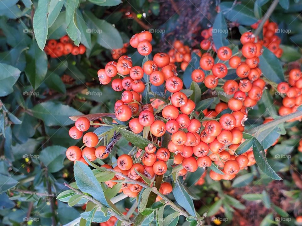 Little autumn berries