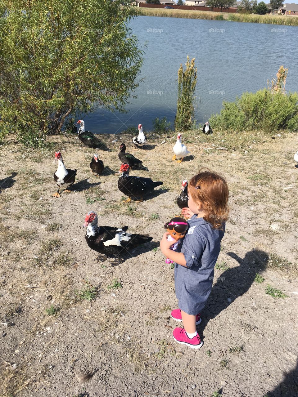 Feeding ducks