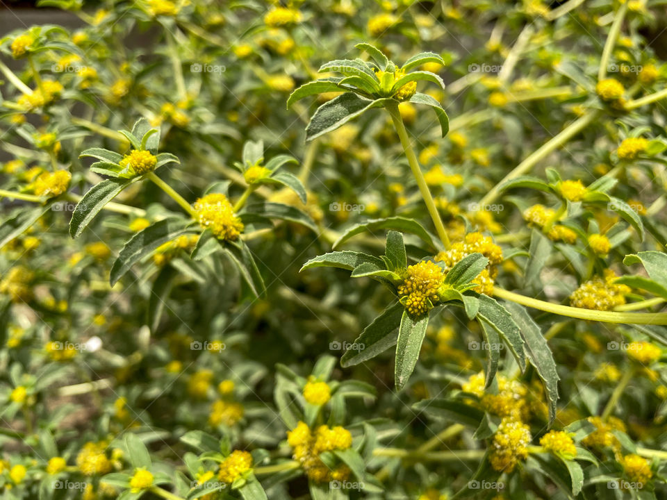 Portraits of plants 