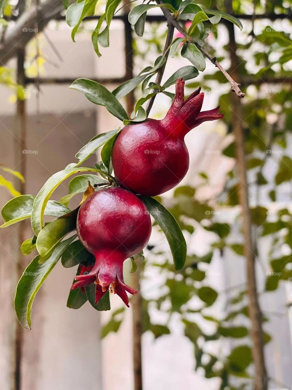 pomegranates in the neighbor's garden