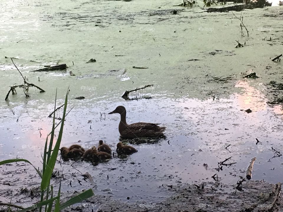 Mamma and baby ducks