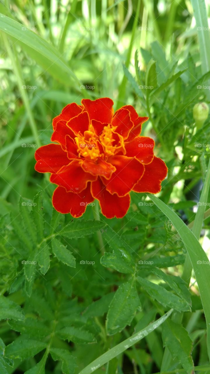 Marigold