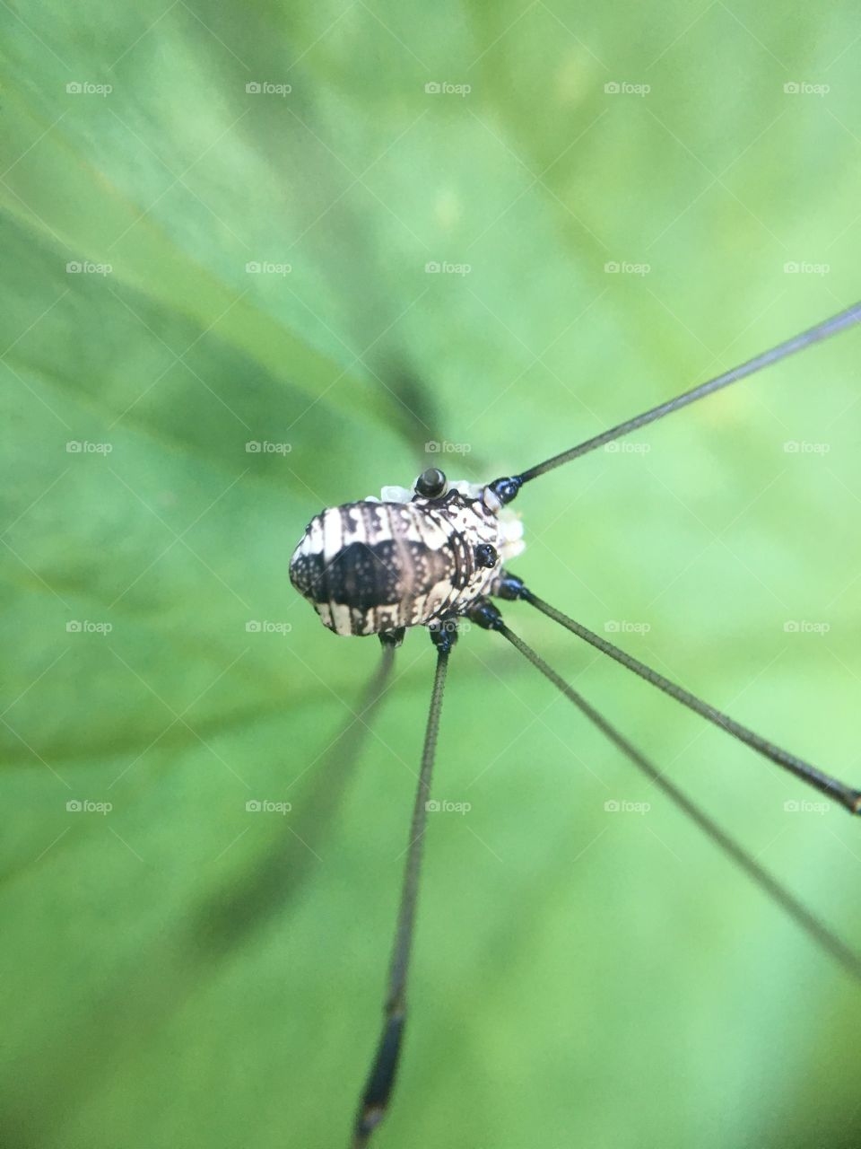 Daddy long legs closeup