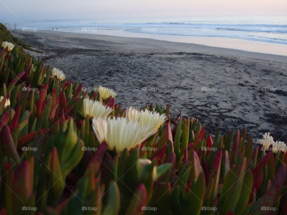 Half Moon Bay flowers