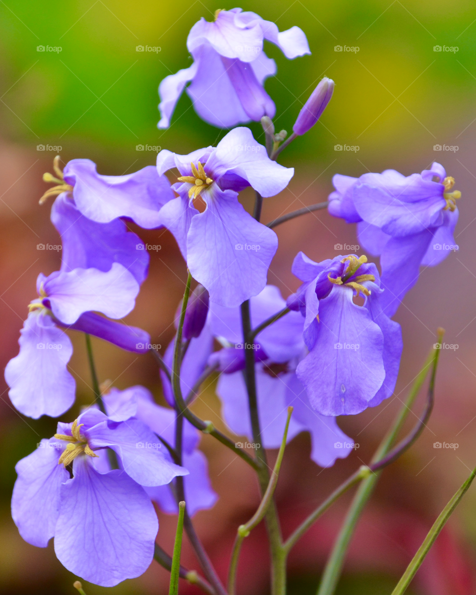Chinese violet cress / Orychophragmus violaceus