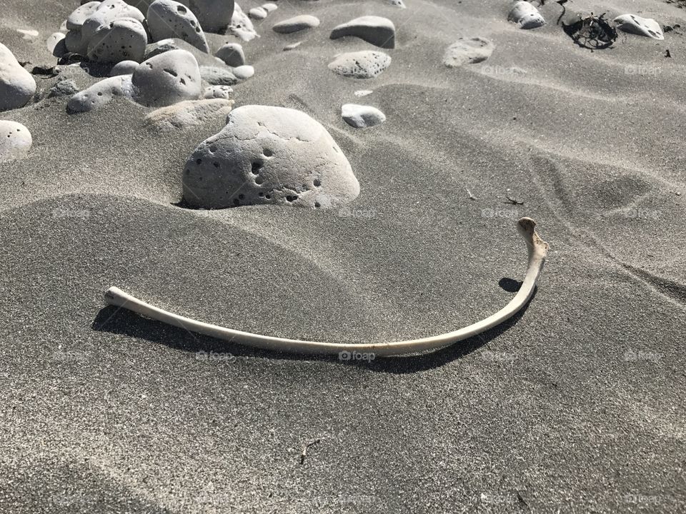 Whale bone on the beach, Kaikoura, New Zealand, January 2017
