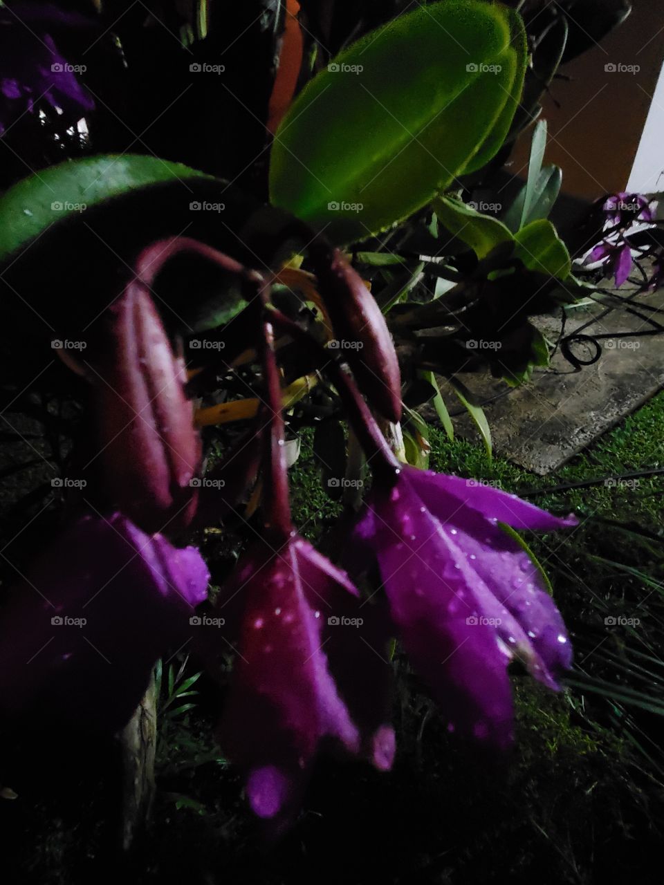 exotic orchids in a rainy night