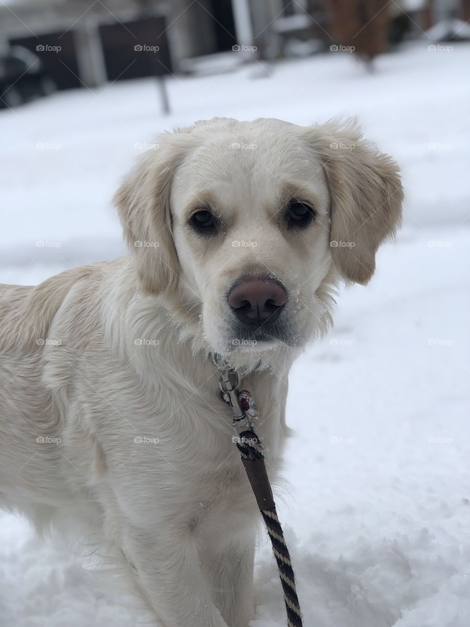 This was my beautiful dog Rosie when went on a snowy walk!!