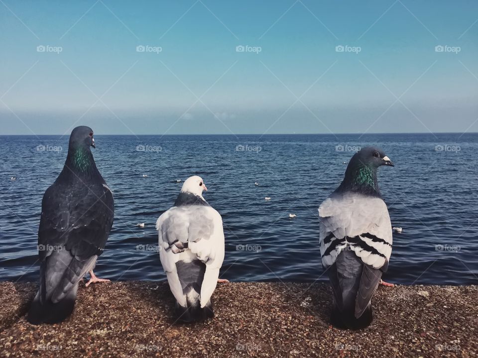 Birds perching on wall at sea