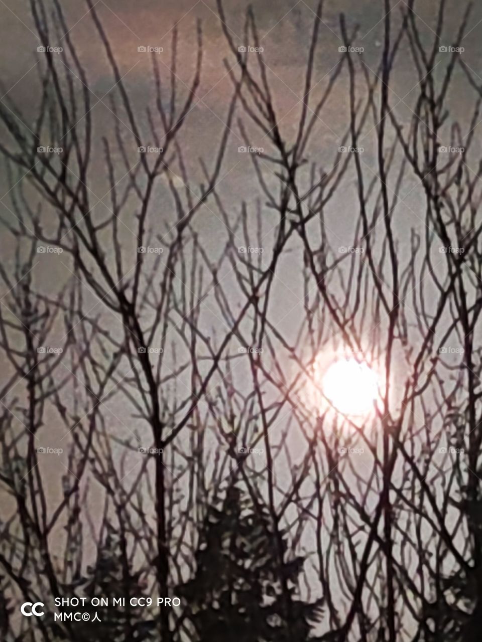 trees and forest series