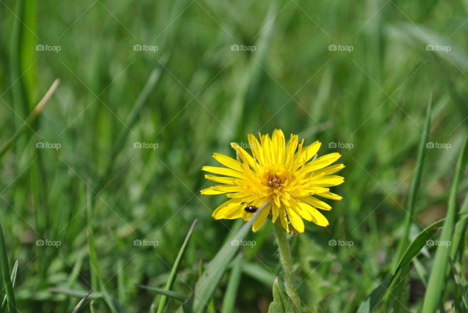 Dandelion