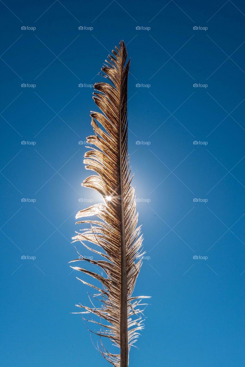 Feather against blue sky