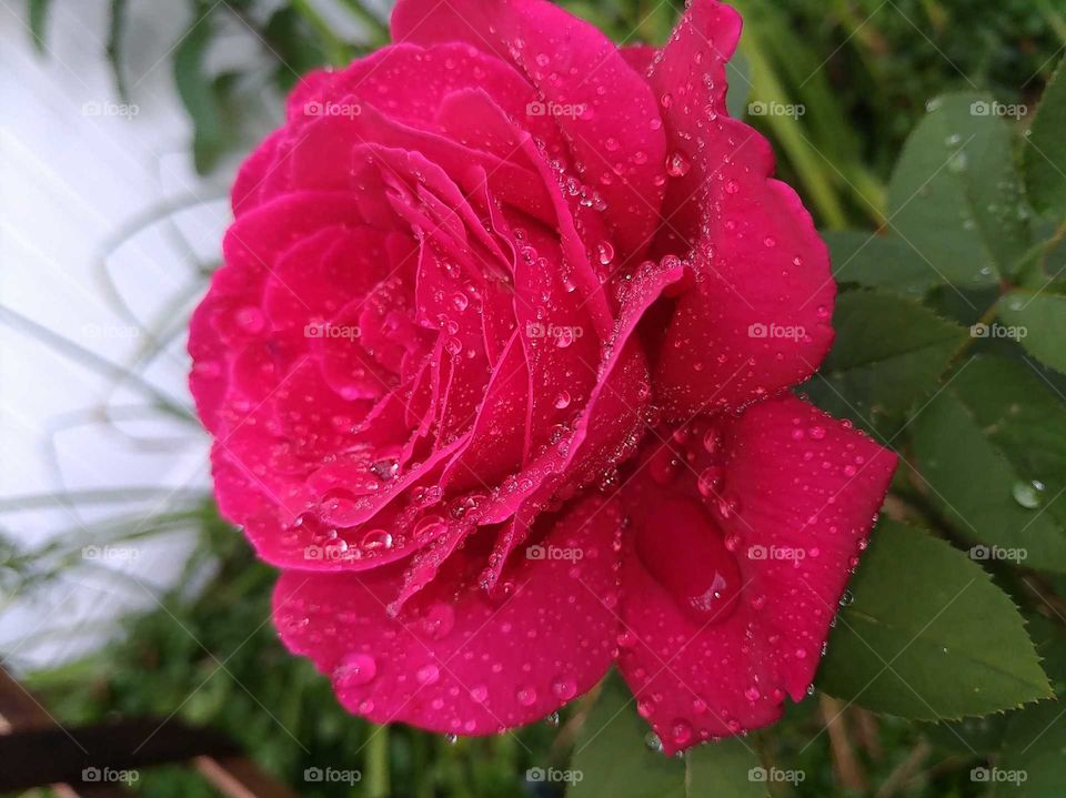 Rain on the rose.