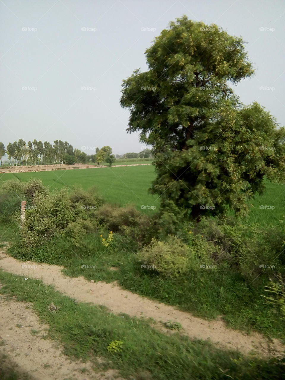 natural beautiful seen of a village in India