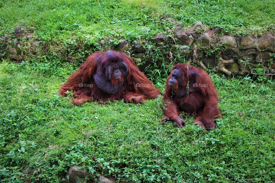Orangutan Sumatera Indonesia