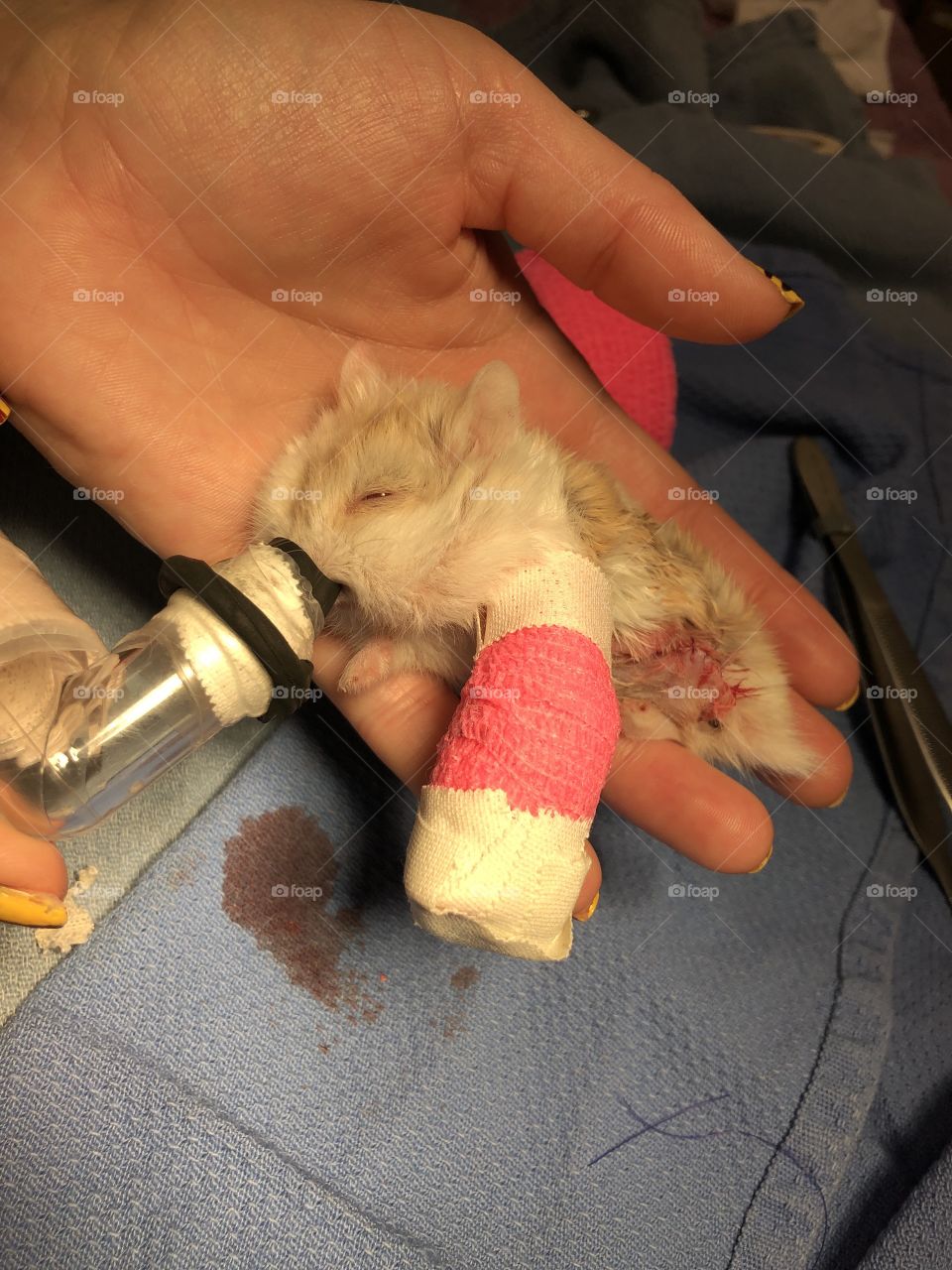 Leg amputation and fracture stabilization on a hampster at work. 