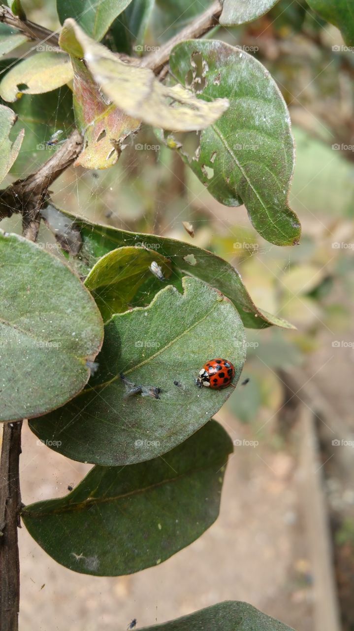 red ladybug. red ladybug on a leaf