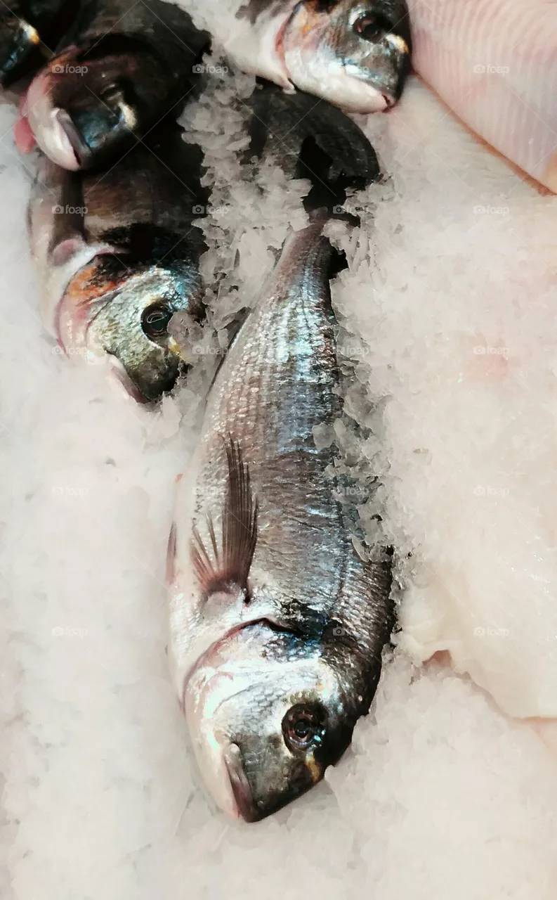 fishes