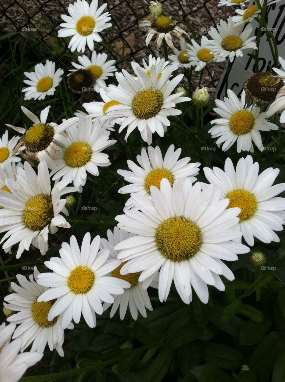 Daisies  in the garden . White flowers daisies 