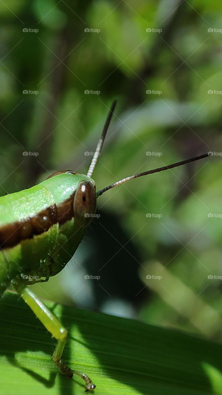 Grasshopper on a green grass under shades