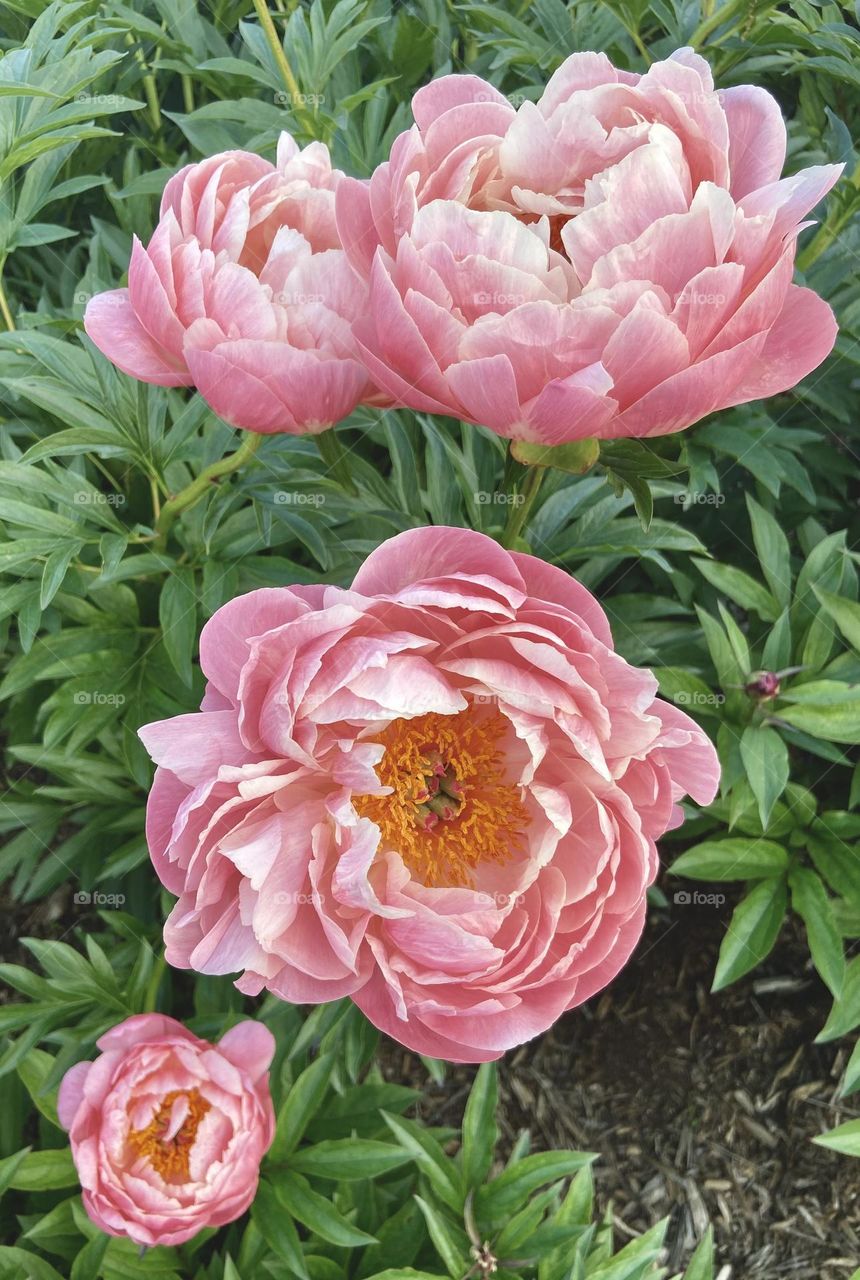 Peony Family