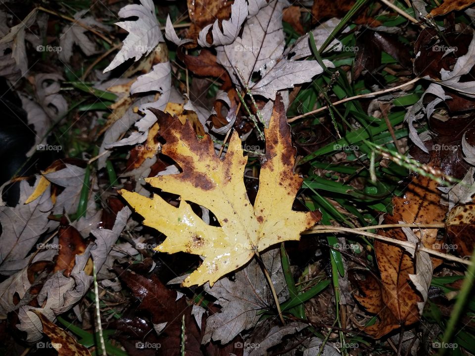 Moonlit fall leaves