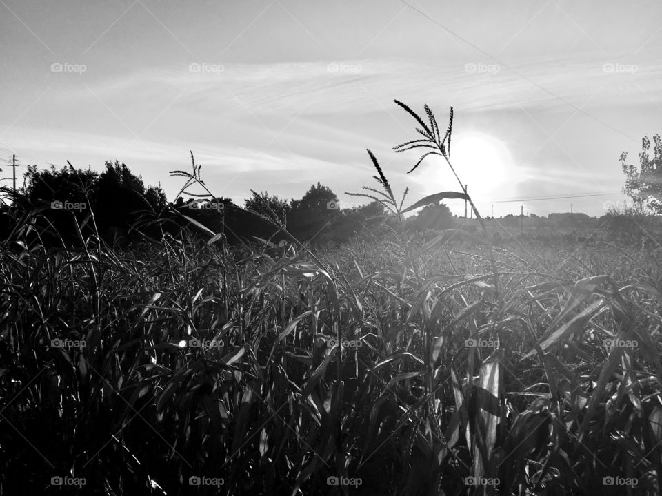 End of the season corn field in Portugal 