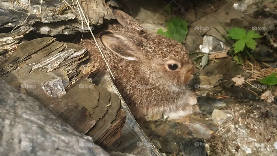 My furry new friend relaxing in the morning sun in the garden (he is wild and only visits)