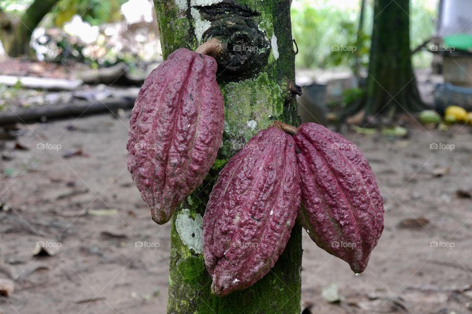 Cocoa tree.
