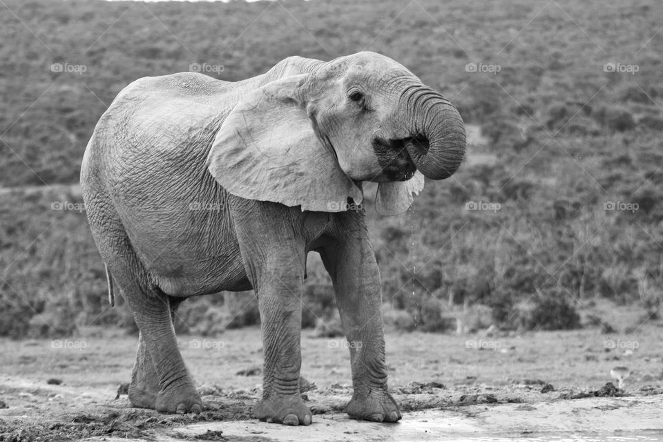 African elephant drinking water at a waterhole.