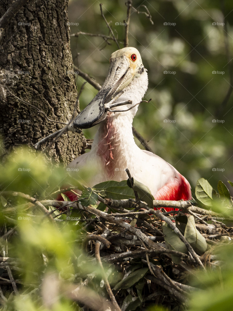 Pink Spoonbill Nest Building in Springtime