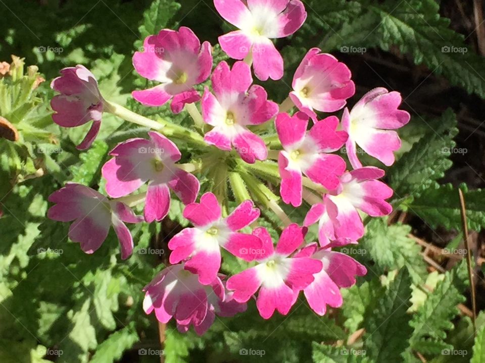 Pink flowers